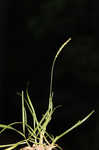 Centipede grass